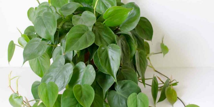 Cây trầu bà có tên gọi khoa học là Epipremnum aureum