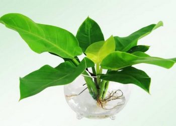 Các vị trí nên đặt cây Trầu Bà Đế Vương để phong thuỷ tốt