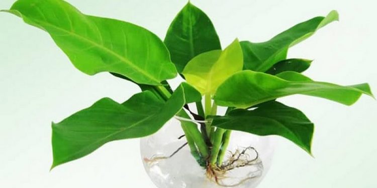 Các vị trí nên đặt cây Trầu Bà Đế Vương để phong thuỷ tốt