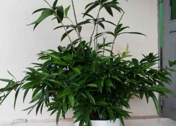 Cây Trúc Nhật xua đuổi tà khí, đem lại may mắn