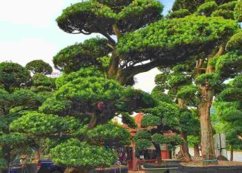 Tùng có sức sống mãnh liệt của những cây thân gỗ