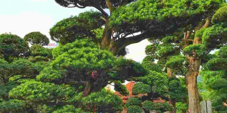 Tùng có sức sống mãnh liệt của những cây thân gỗ