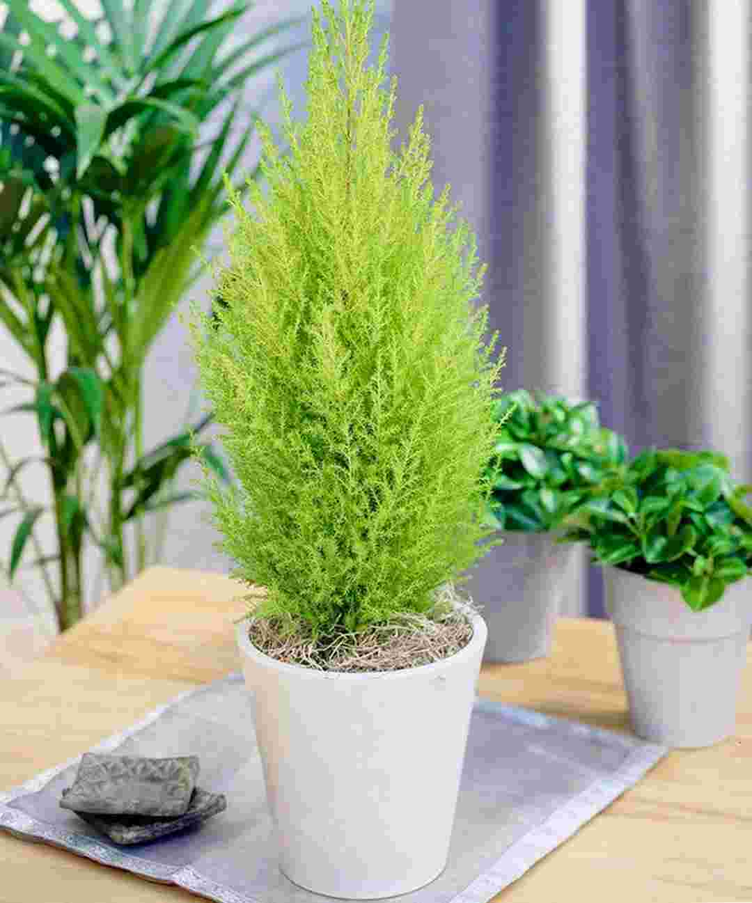 Cây tùng thơm có tên theo khoa học là Cupressus macrocarpa