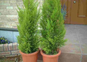 Trong phong thủy, cây tùng thơm được đánh giá là có thể trừ tà