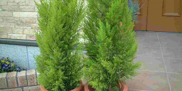 Trong phong thủy, cây tùng thơm được đánh giá là có thể trừ tà