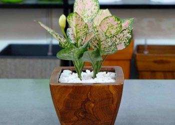 Ánh sáng cùng môi trường sinh sống của cây cần được để ý