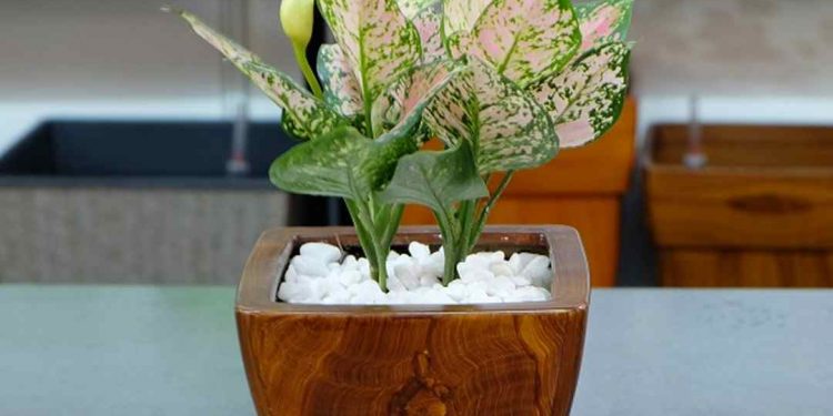 Ánh sáng cùng môi trường sinh sống của cây cần được để ý