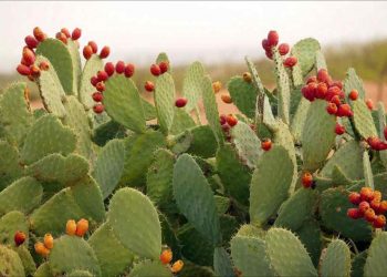 Cây Xương Rồng cũng tượng trưng cho sự bền bỉ và sâu sắc