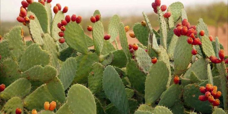 Cây Xương Rồng cũng tượng trưng cho sự bền bỉ và sâu sắc