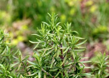 Quá trình chăm sóc cây cũng cần phải chú ý thêm nhiều vấn đề