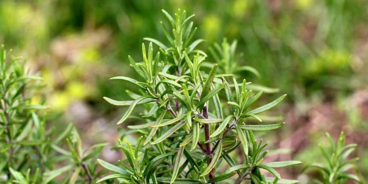 Quá trình chăm sóc cây cũng cần phải chú ý thêm nhiều vấn đề