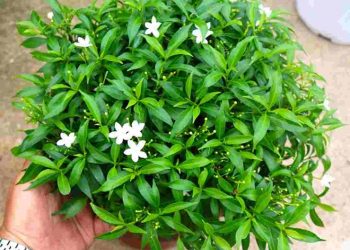 Công dụng thực tế của Vạn Phúc