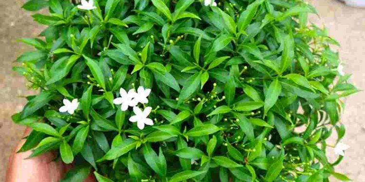 Công dụng thực tế của Vạn Phúc