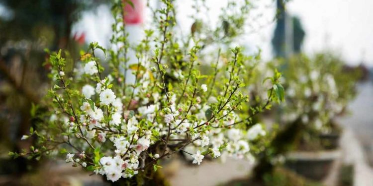 Đất trồng của cây Chi Mai cần đảm bảo độ tơi xốp