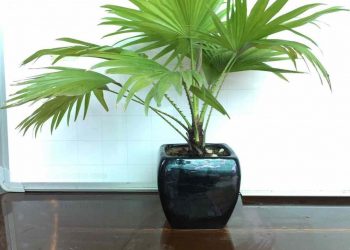 Có 2 cách trồng cọ cảnh chính là thủy canh và thực hiện gieo hạt