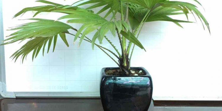 Có 2 cách trồng cọ cảnh chính là thủy canh và thực hiện gieo hạt