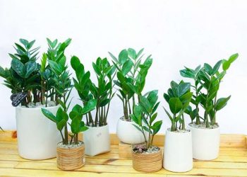 Cách trồng cây kim tiền