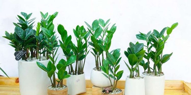 Cách trồng cây kim tiền