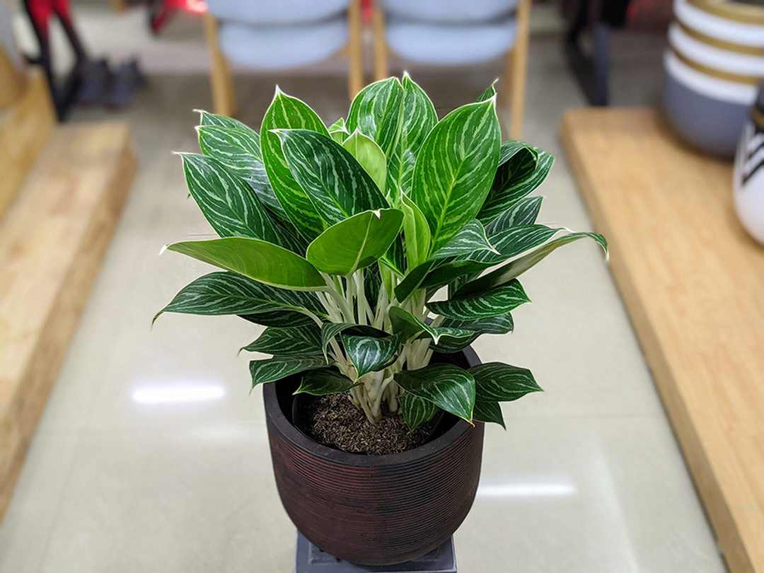 Cây bạch mã hoàng tử là cây  Aglaonema Pseudobracteatum