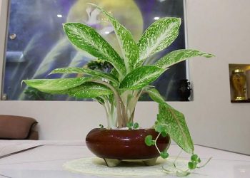 Cây rất hợp với những người mang mệnh mộc