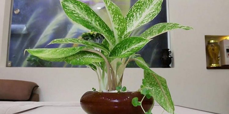 Cây rất hợp với những người mang mệnh mộc