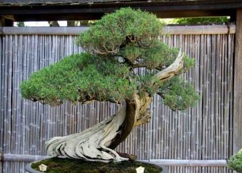 Cây bonsai vừa có nghệ thuật lại kết hợp hài hòa giữa nghề làm vườn