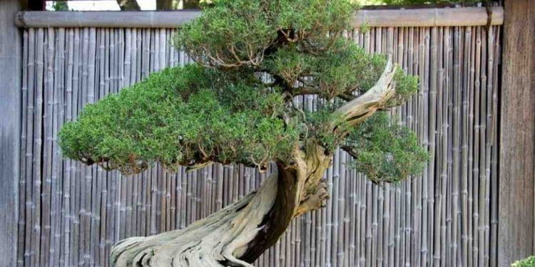 Cây bonsai vừa có nghệ thuật lại kết hợp hài hòa giữa nghề làm vườn
