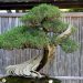 Cây bonsai vừa có nghệ thuật lại kết hợp hài hòa giữa nghề làm vườn