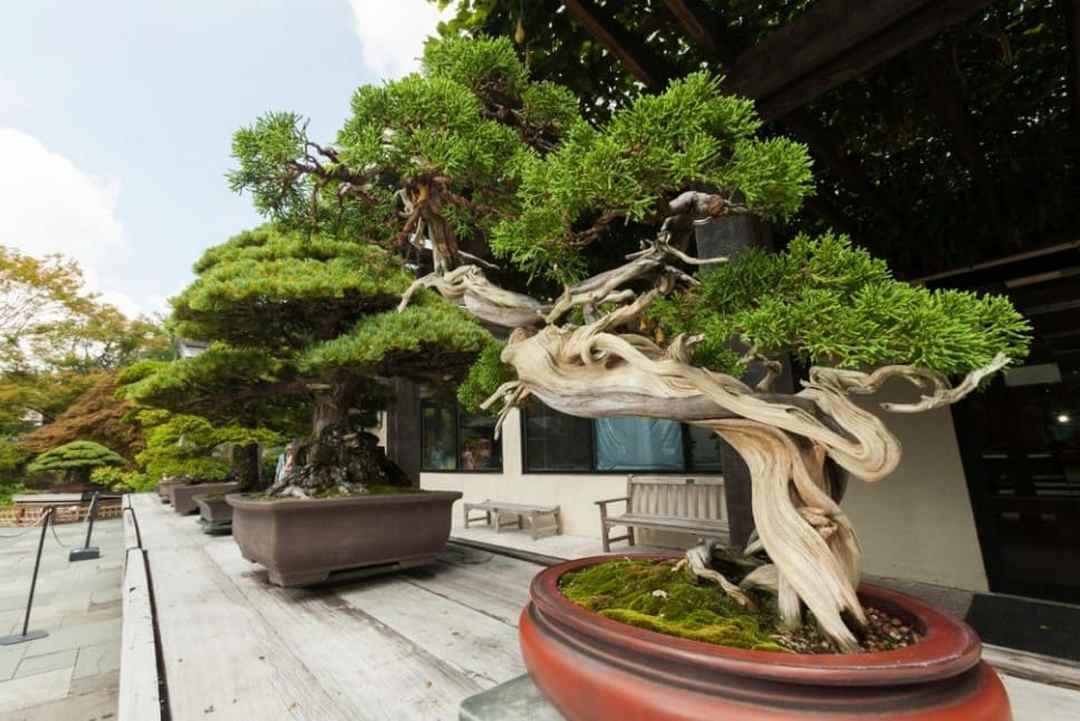 Cây bonsai cũng có nhiều loại khác nhau