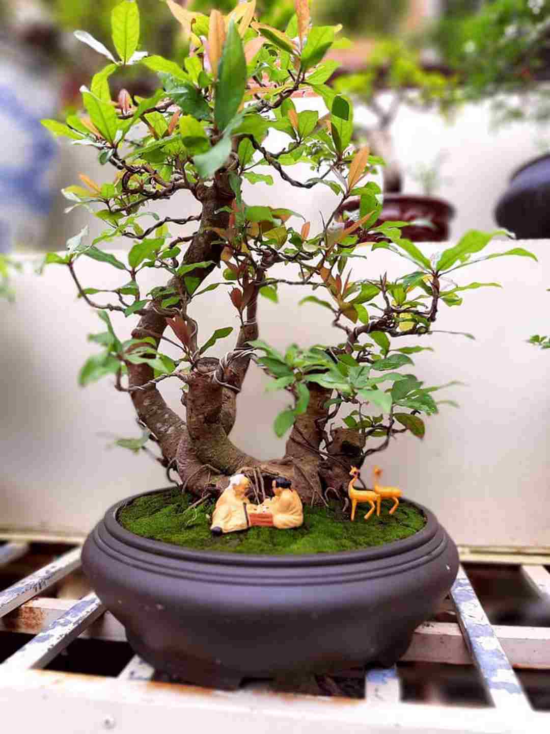 Bonsai ngũ phúc còn được gọi là 5 cây 1 thân 4 tán