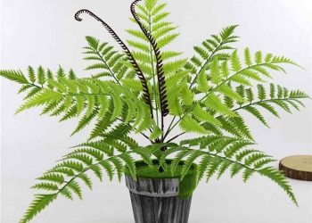 Dương xỉ có sức sống cực kỳ mãnh liệt nên nó mang một ý nghĩa đẹp