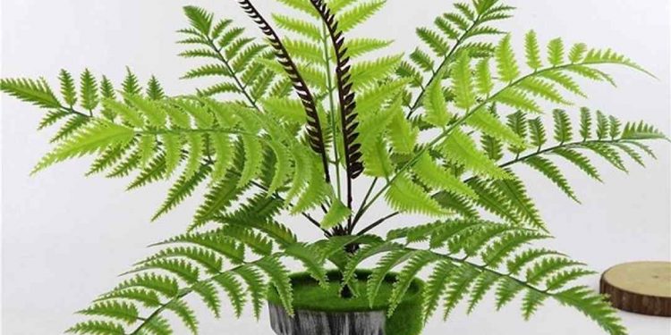 Dương xỉ có sức sống cực kỳ mãnh liệt nên nó mang một ý nghĩa đẹp