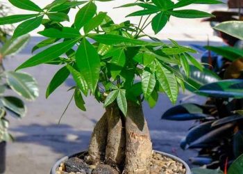 Cây kim ngân hoặc còn được gọi là cây kim tiền