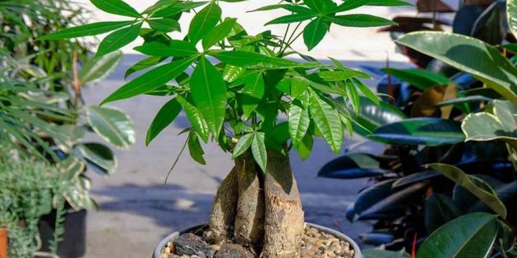 Cây kim ngân hoặc còn được gọi là cây kim tiền