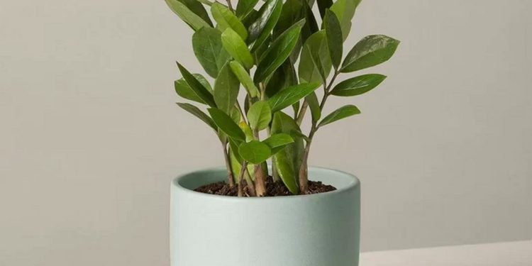 Cây kim tiền phù hợp với gia chủ mệnh gì?