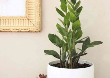 Cây kim tiền nên đặt ở đâu để hút tài lộc?