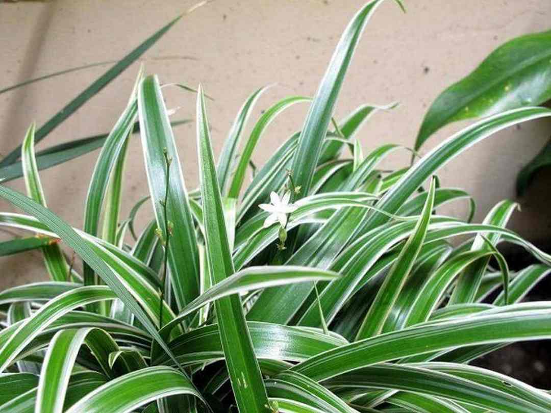 Cây lan chi có tên khoa học là Chlorophytum comosum