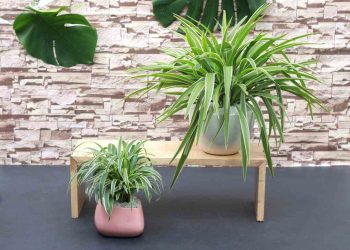 Ý nghĩa phong thủy của lan chi