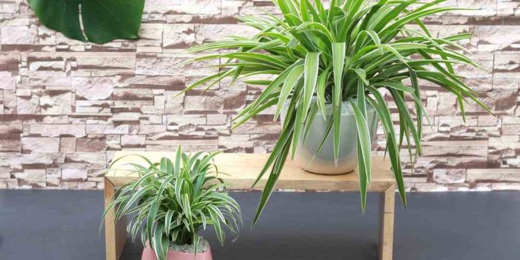Ý nghĩa phong thủy của lan chi
