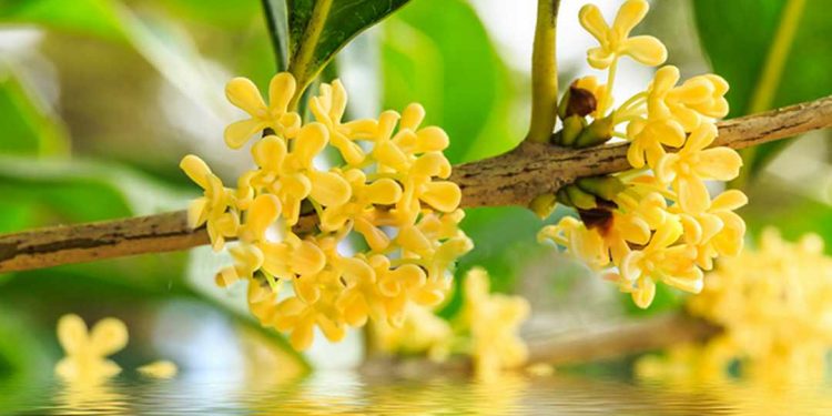 Vẻ đẹp tuyệt vời của hoa mộc hương