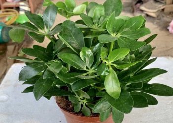 Cây ngũ gia bì còn có tên khác là xuyên gia bì, thích gia bì