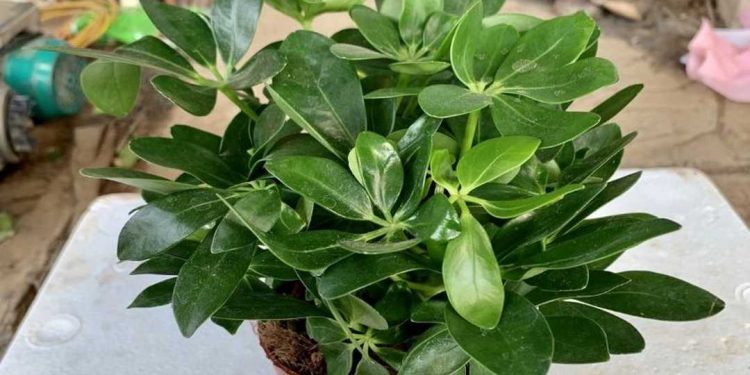 Cây ngũ gia bì còn có tên khác là xuyên gia bì, thích gia bì