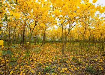 Những ý nghĩa phong thủy tiền tài mà cây phong linh mang lại 