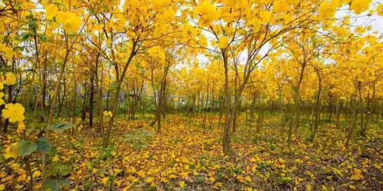 Những ý nghĩa phong thủy tiền tài mà cây phong linh mang lại