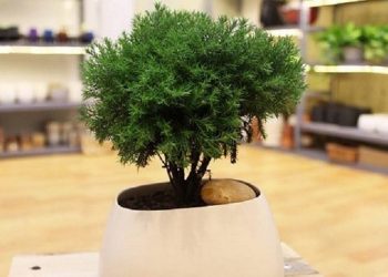 Cây tùng bồng lai mang nhiều ý nghĩa với con người