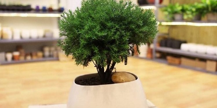 Cây tùng bồng lai mang nhiều ý nghĩa với con người