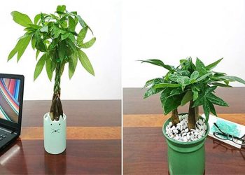 Cây kim ngân vốn rất dễ trồng nhưng vẫn có một vài vấn đề