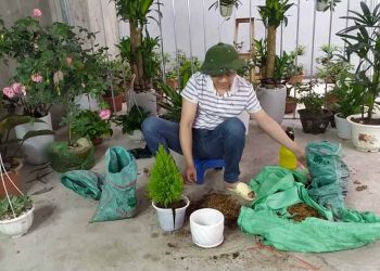 Hướng dẫn cách chăm sóc cây Tùng Thơm