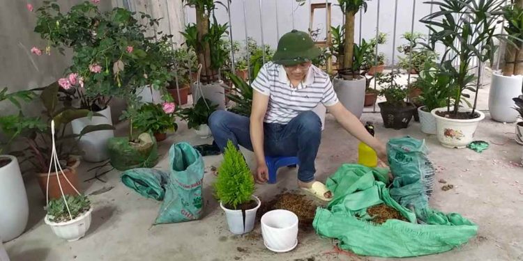 Hướng dẫn cách chăm sóc cây Tùng Thơm