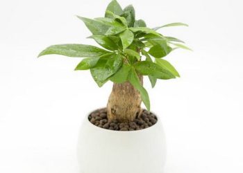 Đặc điểm cây Kim Ngân đang bày bán trên thị trường 